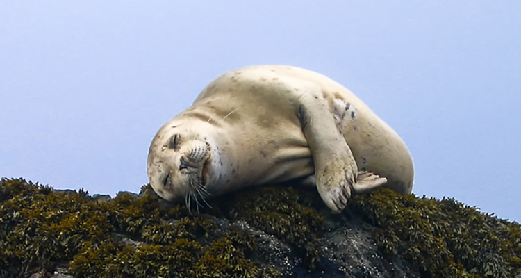 Harbor Seal Kachemak Bay Wildlife 49 North Tours