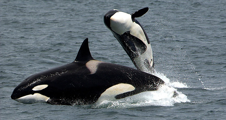 Orca Whales Kachemak Bay Wildlife Tour 49 North 750×400