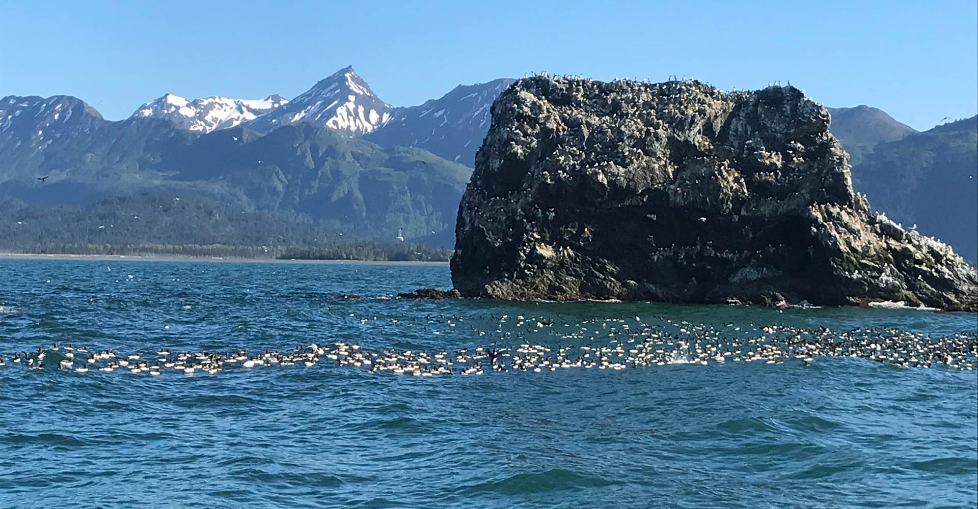 Homer Shorebird Festival Tours