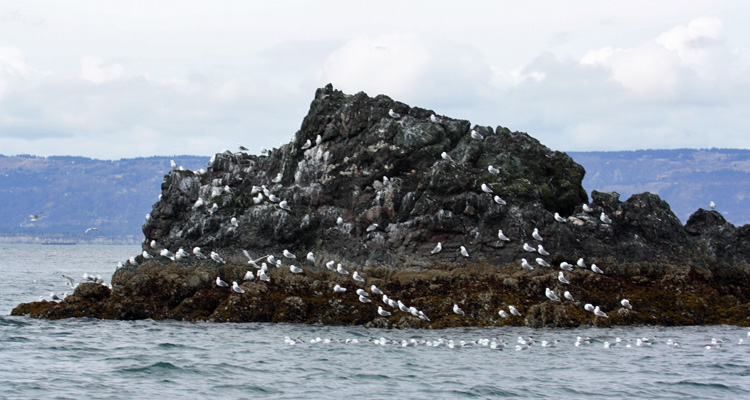 Gull Island Alaska