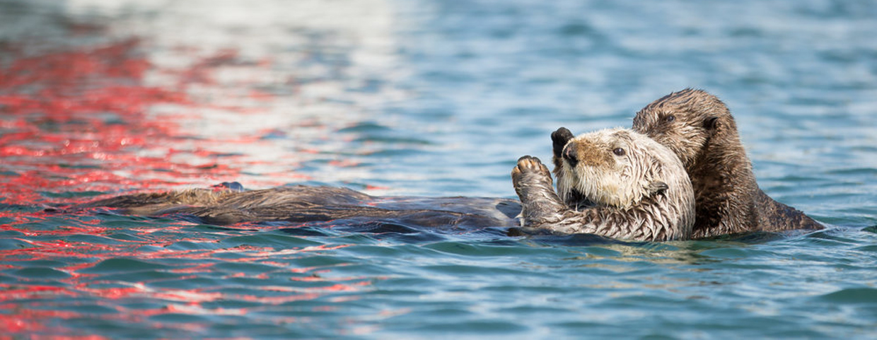 Best Kachemak Bay State Park Tours - #1 Scenic Sea Life Tour