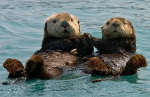 Watch Alaska Sea Otters In Katchemak Bay